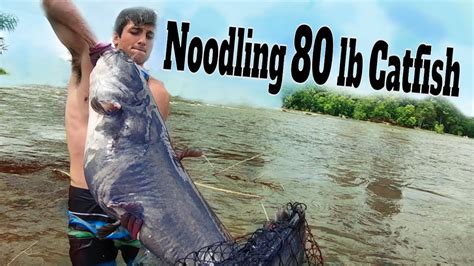 Noodling Catfish: Catching & Noodling Giant Catfish By Hand.